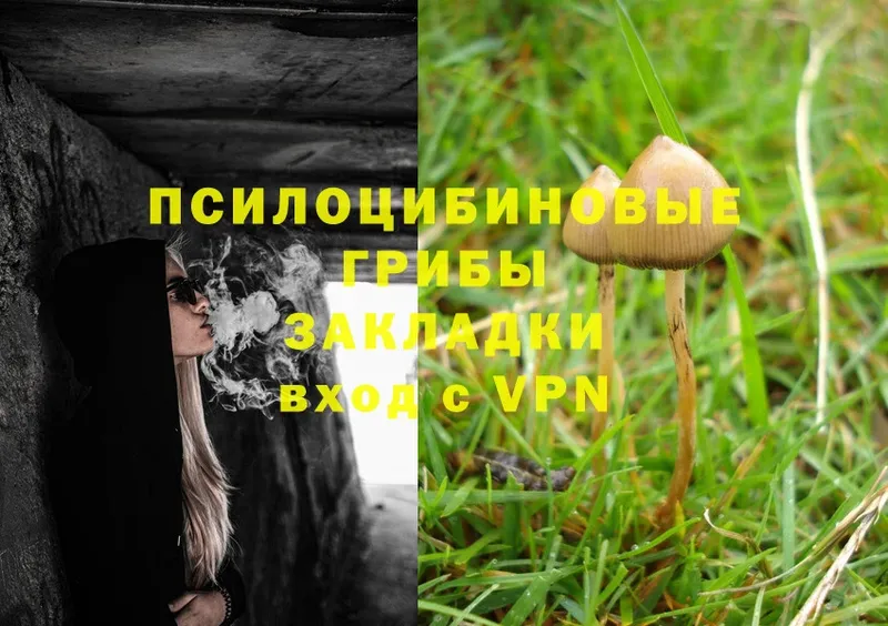 Галлюциногенные грибы Psilocybine cubensis  Новозыбков 